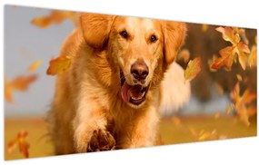 Kép - Golden Retriever (120x50 cm)