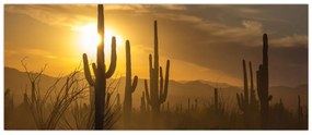 Kép - Saguaro kaktuszok (120x50 cm)