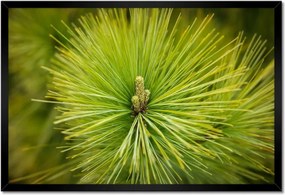 Poszterek keretben 60x40 Ág