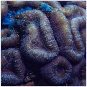 Poszterek 100x100 Vad természet az óceánban