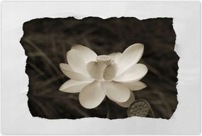 Poszterek 90x60 Lótusz Lótuszvirág