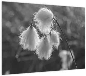 Kép - Cottongrass (70x50 cm)