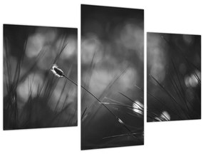 Kép - Mezei fű (90x60 cm)