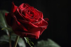 Poszter 30x20cm Rózsa félårnyékban