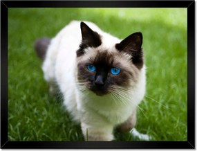 Poszterek keretben 40x30 Pihenés a fűben