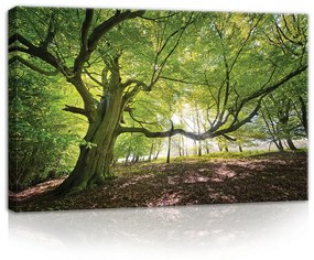 Erdő, vászonkép, 60x40 cm méretben