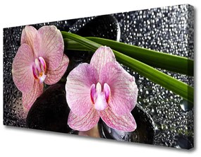 Vászonkép Orchidea virág orchidea Zen 100x50 cm