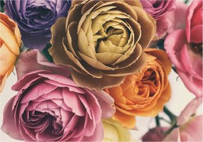 Dekoratív fotótapéta falra Könnyű összeszerelés Színes rózsák 208x146 Ragasztó