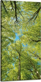 Vászonkép Levelek Fák Zöld Nap Ég 40x80 cm