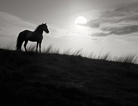 Poszter 65x50cm Holdőrség