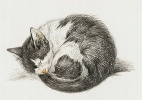 Dekoratív Fotótapéta Hálószobába Bájos cica 312x219 Ragasztó