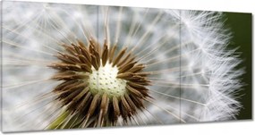 Vászonkép 180x90 Pitypang Virág Virágok