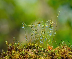 Művészeti fotózás Water drops on moss with Sun beams, K-Paul, (40 x 35 cm)