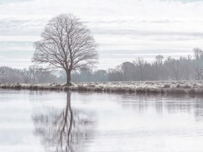 Poszter 40x30cm Fa tükröződése a tóban, Assaf Frank