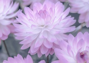 Poszter 29,7x21cm Dália virágok, Assaf Frank