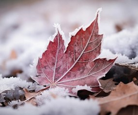 Poszter 60x50cm Levél az ősz végén