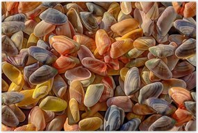 Poszterek 120x80 Színes kagylók nyomtatás