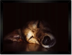 Poszterek keretben 40x30 Kutya fekszik a padlón