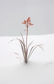 Poszter 53x81cm A természet finomsága