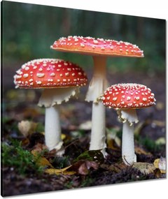 Festmények 80x80 Makrofotó MacroFoto