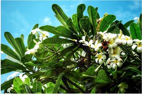 Kép - Plumeria (90x60 cm)