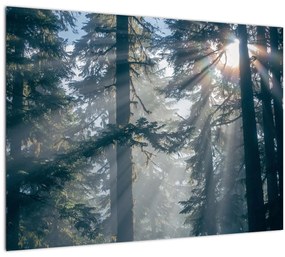 Fák képe a ragyogó nappal (üvegen) (70x50 cm)