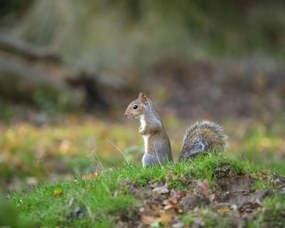 Poszter 50x40cm Mókus a fűben, Assaf Frank