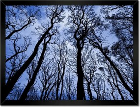 Poszterek keretben 40x30 Erdő Fák Kilátás alulról