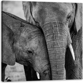 Vászonkép Fekete-fehér Elefánt pár Natura 80X80 cm