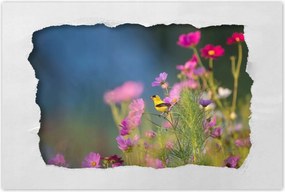 Poszterek 90x60 Madarak