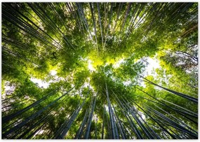 Poszterek 100x70 Bambusz trópusi erdő