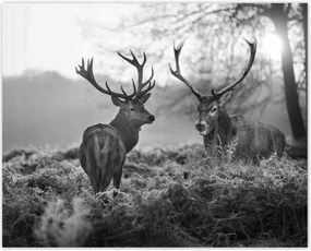 Poszterek 50x40 Fekete-fehér szarvasok