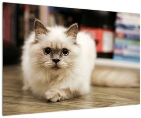 Fehér macska képe (90x60 cm)
