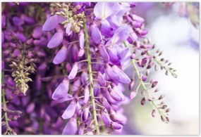 Poszterek 155x105 Lila virágok Virágok