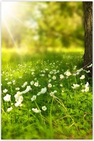 Poszterek 60x90 Sugár a réten