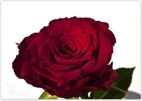 Poszterek 100x70 Vörös rózsa fehér között