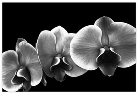 Egy orchidea virág képe (90x60 cm)