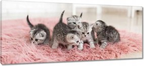 Vászonkép 100x40 Cica Cicák