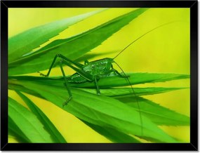 Poszterek keretben 40x30 Állatok