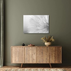 Üveg kép - Pitypang (70x50 cm)
