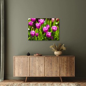 Tulipánok a réten képe (üvegen) (70x50 cm)