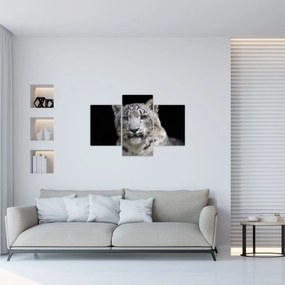 Kép - Snow Leopard (90x60 cm)