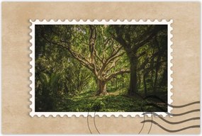 Poszterek 60x40 Fa a parkban