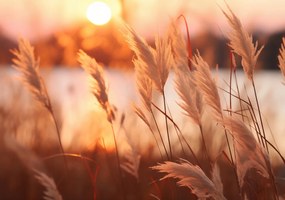 Poszter 100x70cm Arany Nyugat