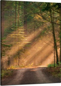 Vászonkép Ösvény az erdőben Fák Természet 50x70 cm
