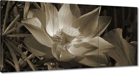 Vászonkép 180x90 Lótusz Lótuszvirág