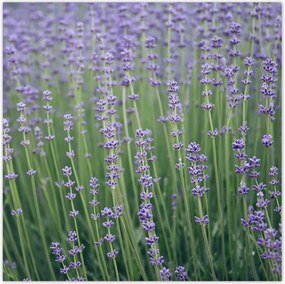 Poszterek 100x100 Levendula világ