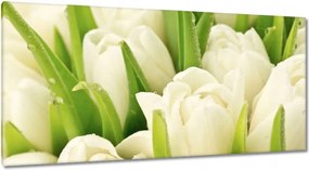 Vászonkép 115x55 Finom tulipánok