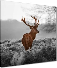 Vászonkép 80x80 Méltóságteljes szarvas szarvakkal