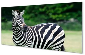 Akrilkép Zebra box 100x50 cm 2 fogas